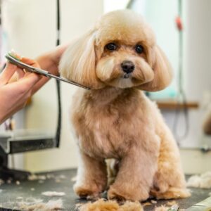 dog grooming classes