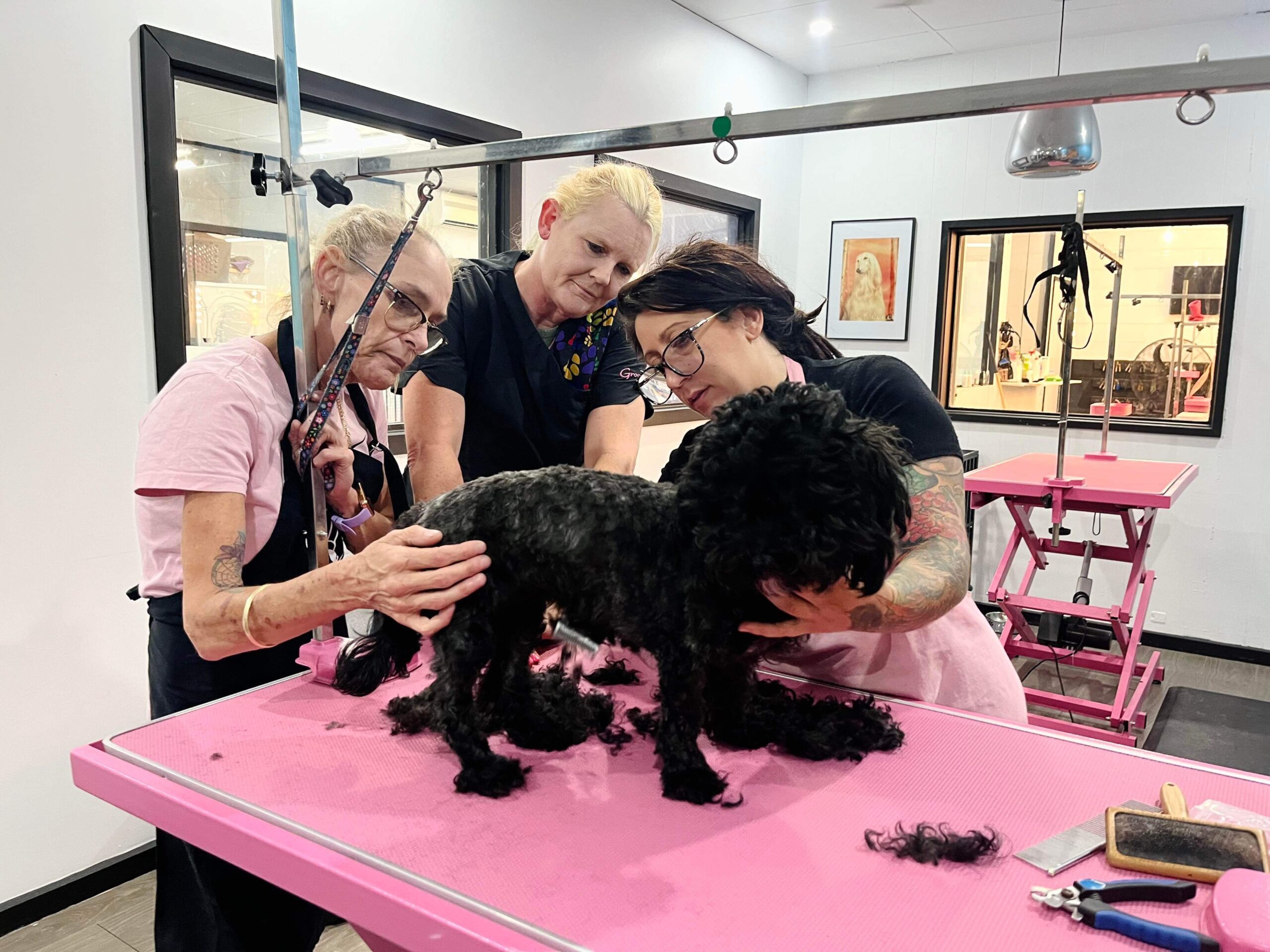 dog grooming, dog grooming courses, dog grooming tullamarine, petcare, dog grooming services