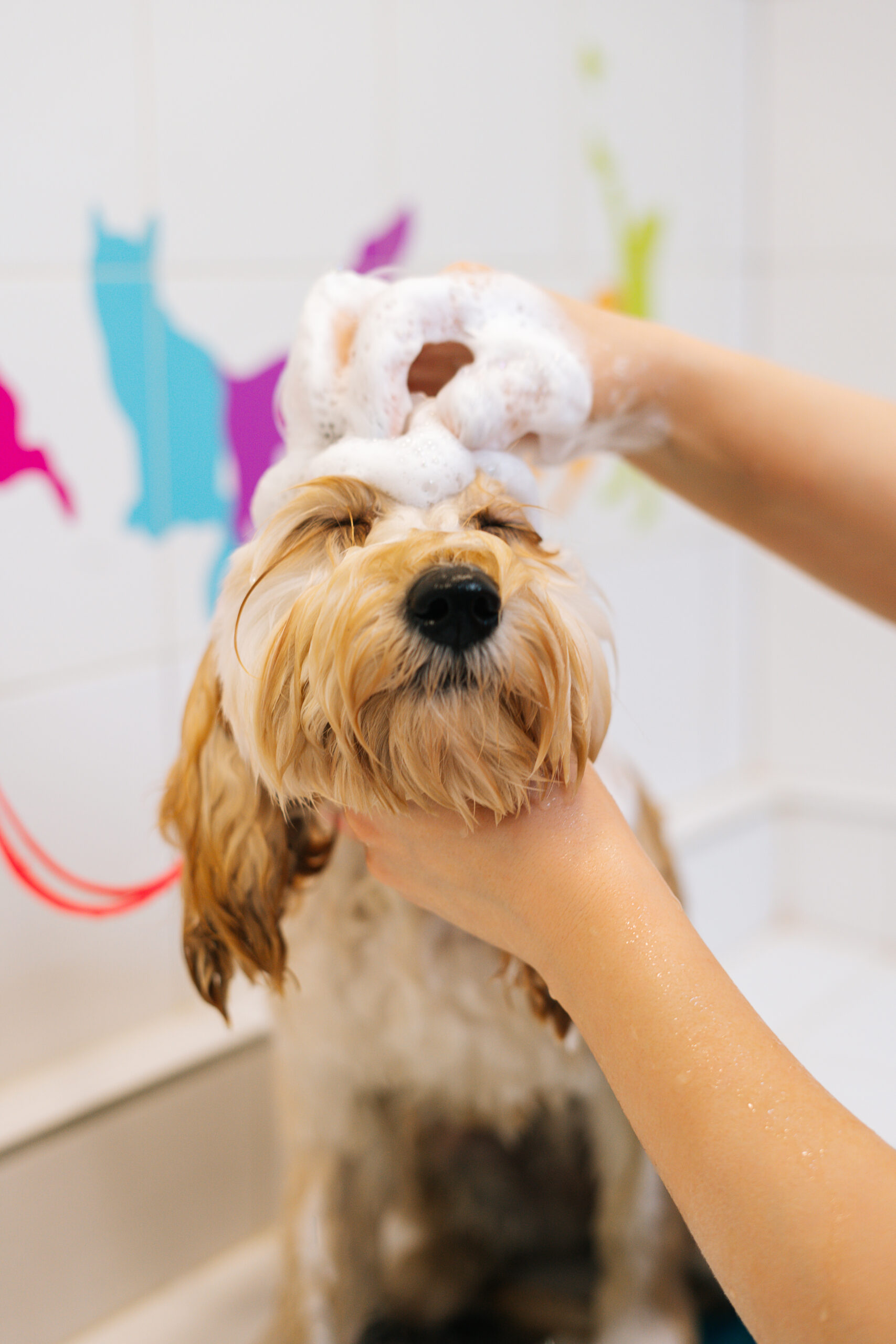 Dog grooming Dog grooming courses