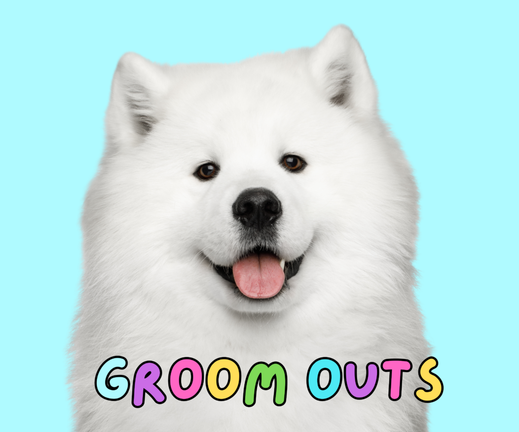 dog grooming groom outs dog grooming school